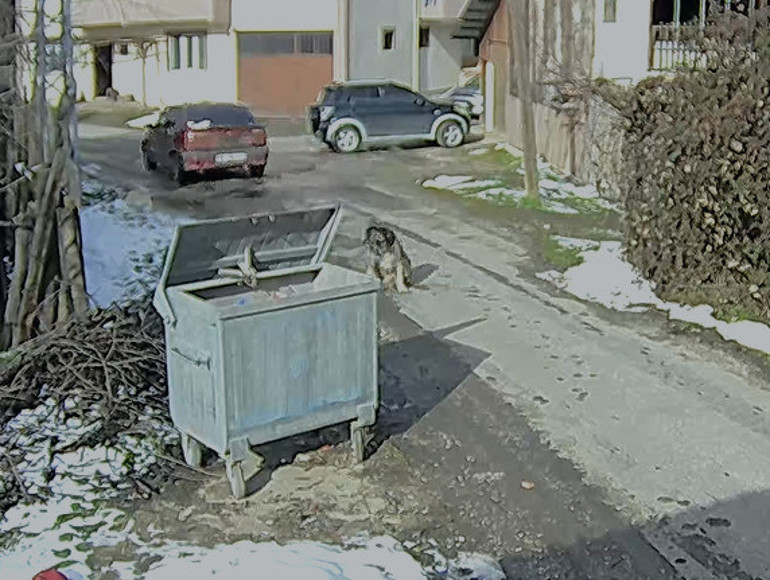 Otomobilin ezdiği köpeğin vücudunda yüzlerce saçma izine rastlandı