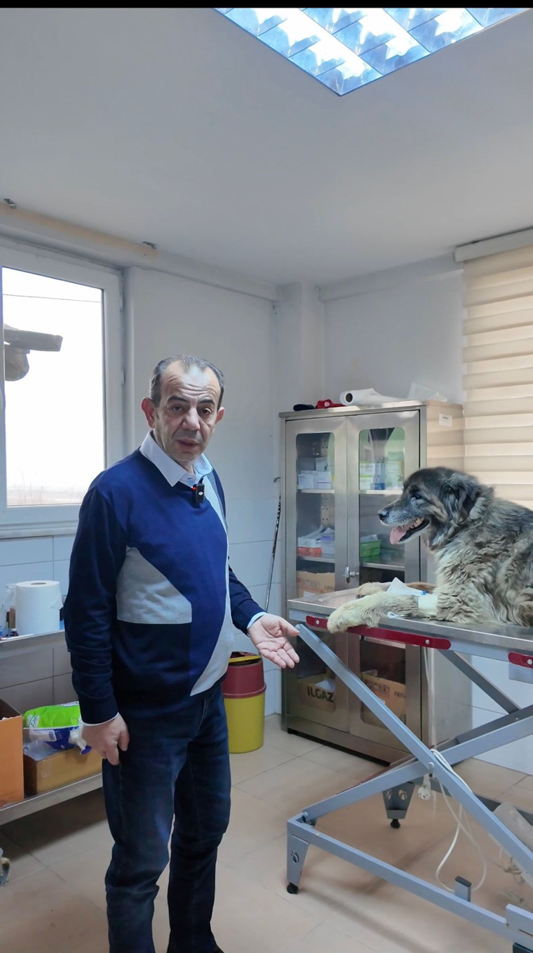 Otomobilin ezdiği köpeğin vücudunda yüzlerce saçma izine rastlandı