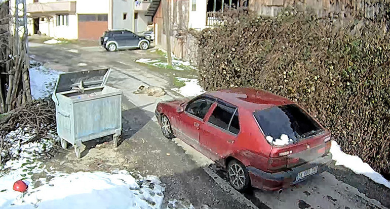 Otomobilin ezdiği köpeğin vücudunda yüzlerce saçma izine rastlandı