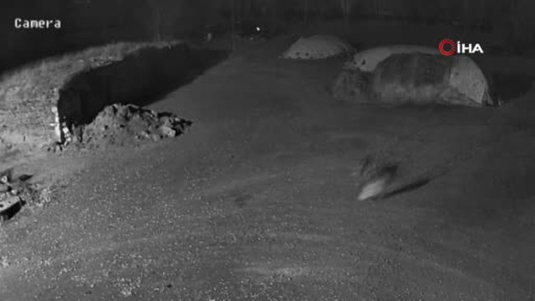  Kars | Aç kalan kurtların köpeği götürdüğü anlar kamerada