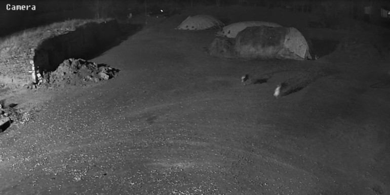  Kars | Aç kalan kurtların köpeği götürdüğü anlar kamerada