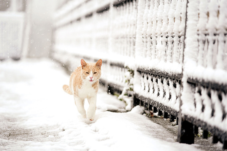 İstanbul’da kar manzaraları