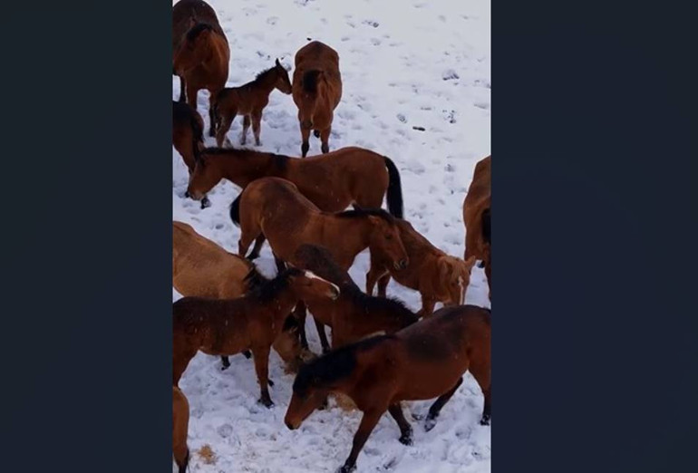Bu seferki ne kurt ne domuz Kar bastırınca yiyecek bulmak için kente indiler