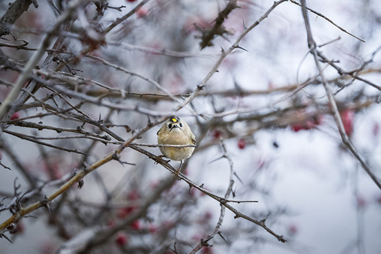  Bursada görüntülendi