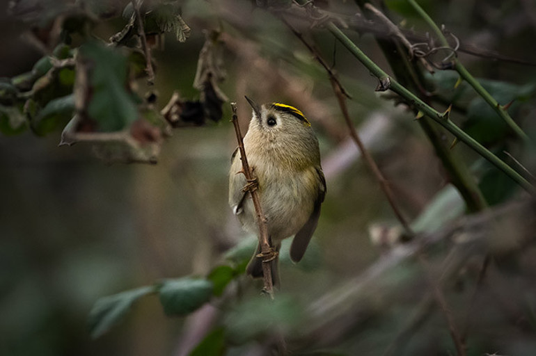  Bursada görüntülendi