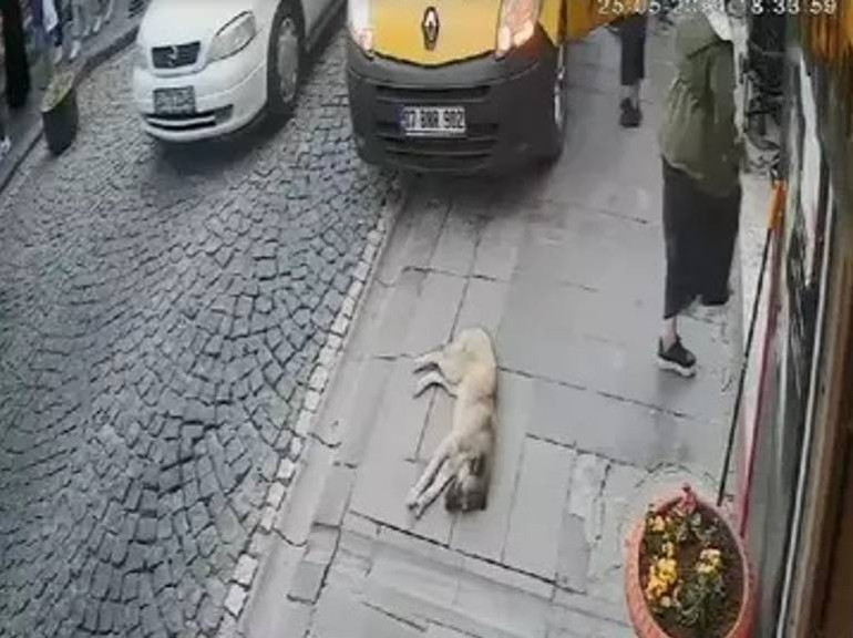  Kendisi cezaevine girdi | Mardinli Marilyn Monroea büyük şok