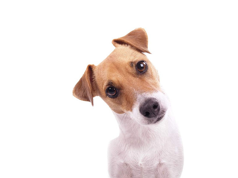 Tek dostumuz köpekler olmayabilir