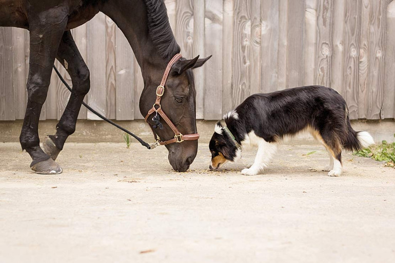 Tek dostumuz köpekler olmayabilir