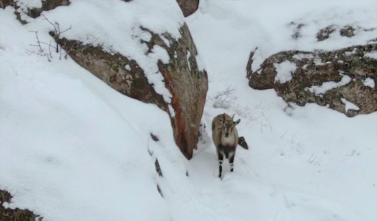 Sivasta karla kaplı kayalıklarda dolaşan dağ keçileri görüntülendi