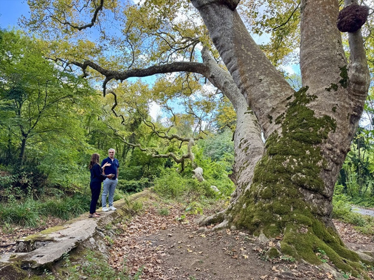 İstanbulun tarihine tanıklık eden asırlık çınarlar