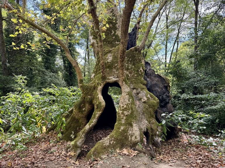 İstanbulun tarihine tanıklık eden asırlık çınarlar