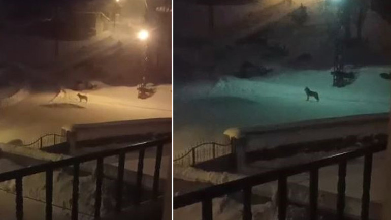  Çıktığımda köpeği bu hale getirmişlerdi