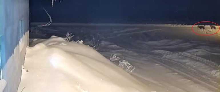  Çıktığımda köpeği bu hale getirmişlerdi