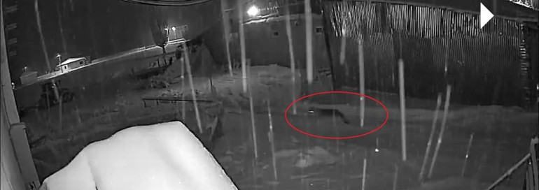  Çıktığımda köpeği bu hale getirmişlerdi