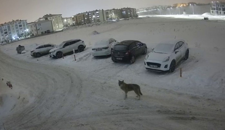 Korkunç görüntü Kurtlar köyün kâbusu oldu: Çıktığımda köpeği bu hale getirmişlerdi