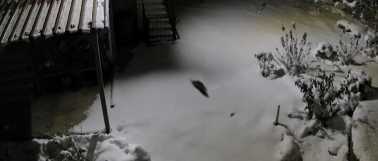 Aç kalınca evlerin dibine kadar indiler