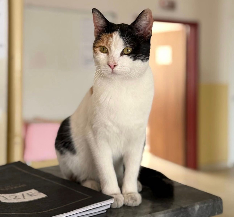 ‘Düdüksu’ karne aldı, miyavlama pekiyi