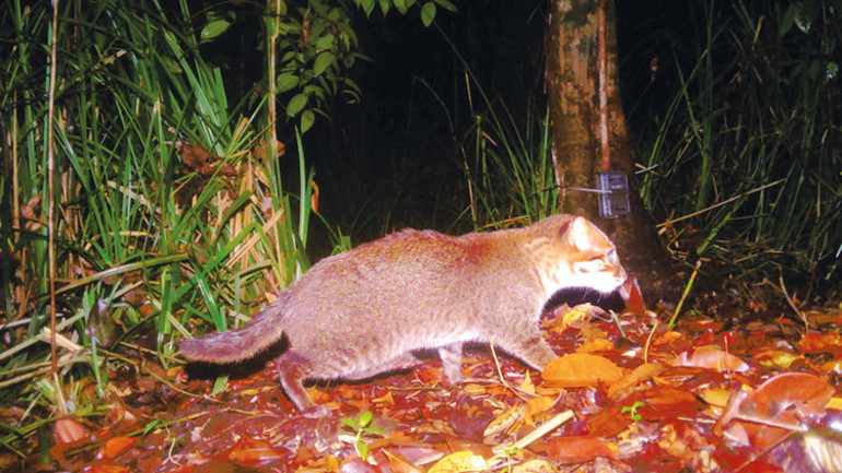 Yeni trend köpek düğünleri