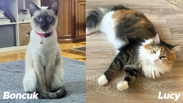 Yeni trend köpek düğünleri