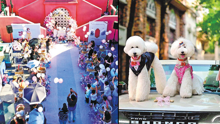 Yeni trend köpek düğünleri