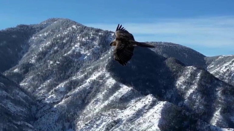 Sakallı akbaba, dron kamerasıyla görüntülendi