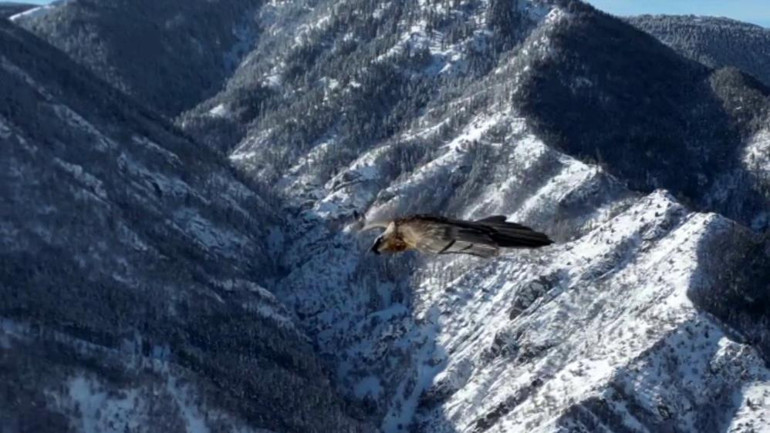 Sakallı akbaba, dron kamerasıyla görüntülendi