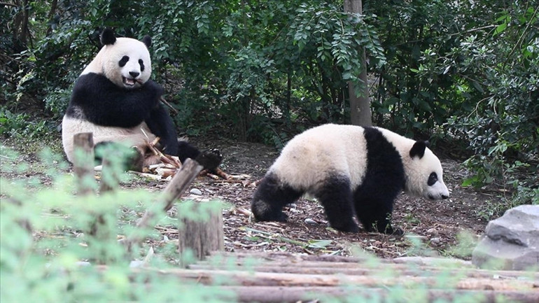 Binlerce ziyaretçi hayvanat bahçesine akın etti