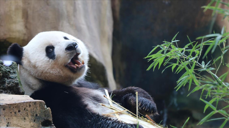Binlerce ziyaretçi hayvanat bahçesine akın etti
