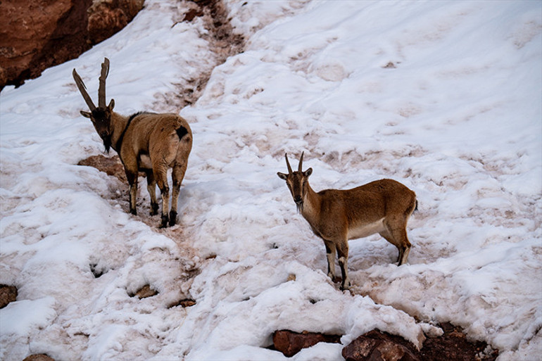 Karlı bölgede yiyecek ararken görüntülendiler