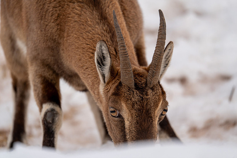 Karlı bölgede yiyecek ararken görüntülendiler