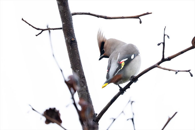 Başakşehir kuş gözlemi