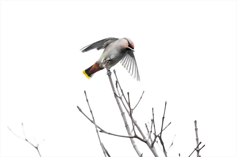 İpekkuyruk kuşu - Başakşehir