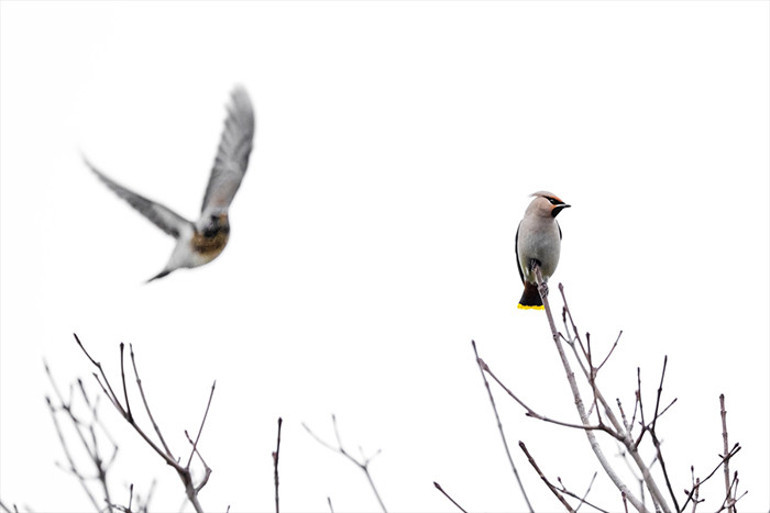 Başakşehir'de ipekkuyruklar