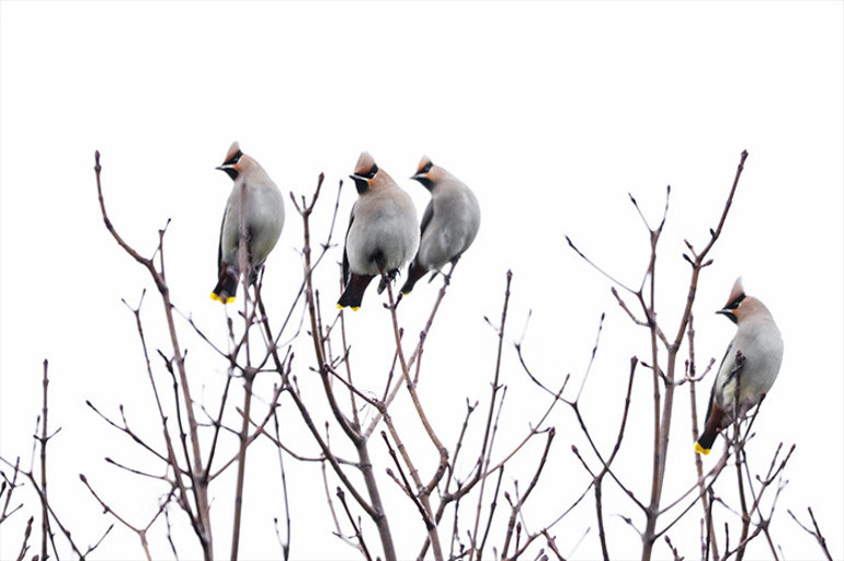 İpekkuyruklar İstanbul'da