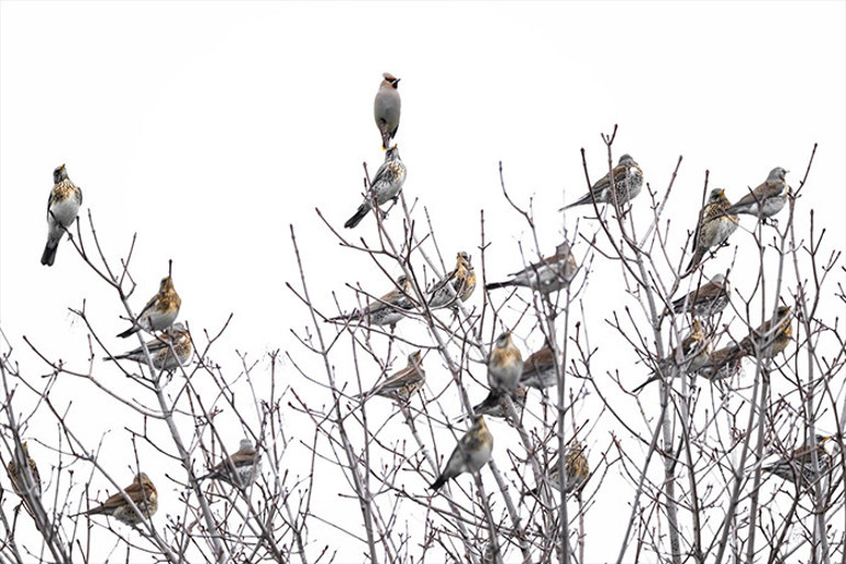 İpekkuyruk gözlemi