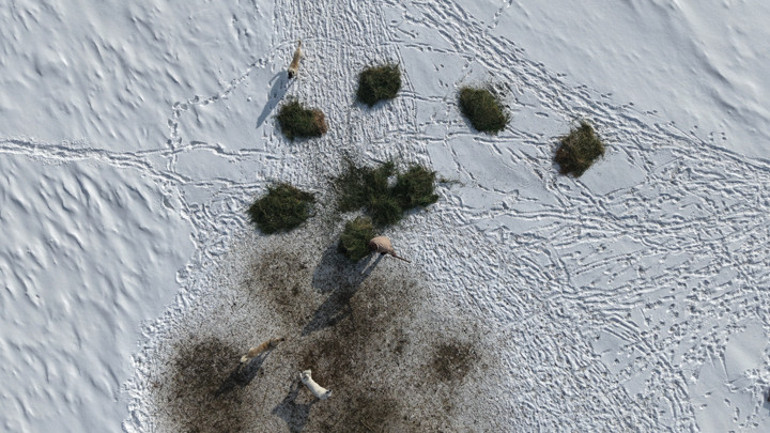 Kumluca'da karla kaplı alanda hayvanların beslenmesi