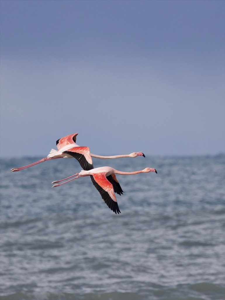 Ezine Çayına gelen flamingolardan renkli görüntüler