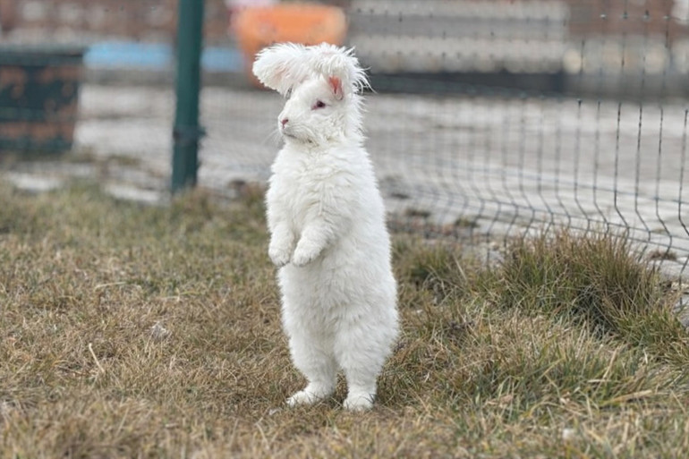 Ankara tavşanı sayısı 130a ulaştı... Strese girdiklerinde yeme içmeyi bırakabiliyorlar