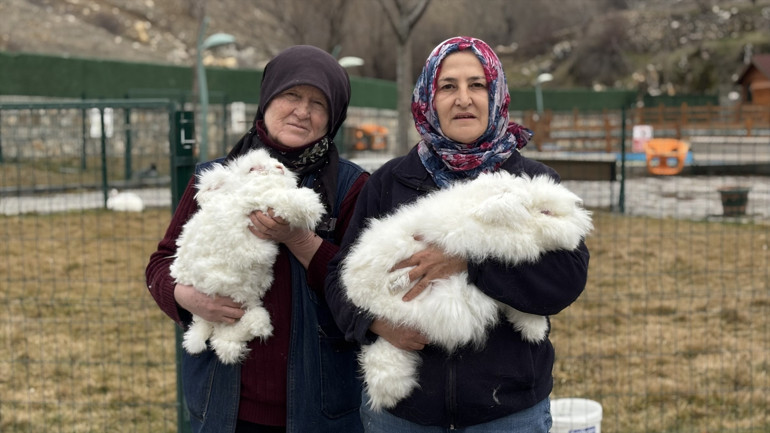 Angora tavşanı tüyleri ile tanınıyor