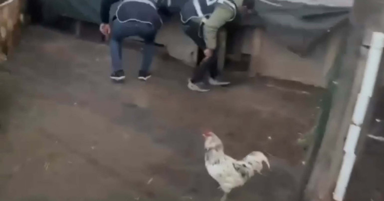 Firari hükümlü, saklandığı kümeste öksürünce yakalandı