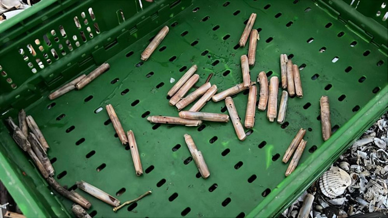 Fırtına sonrası sahile vurdular Balıkçılar tek tek topladı: Normalde para verip alıyoruz