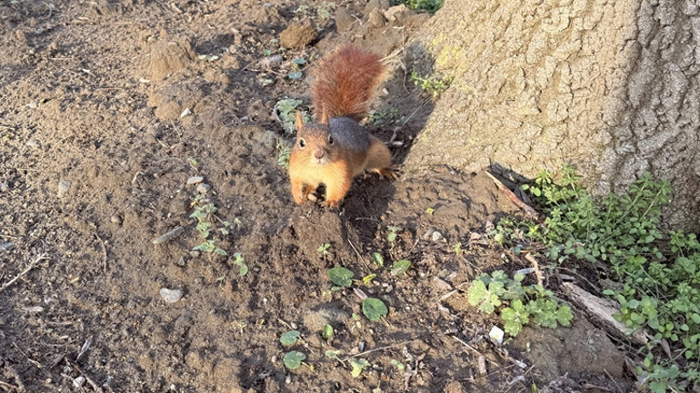 Sincabın sevimli halleri böyle görüntülendi