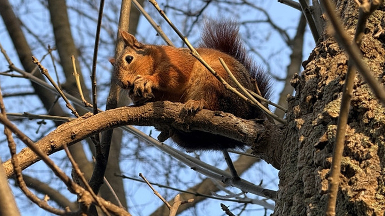 Sincabın sevimli halleri böyle görüntülendi