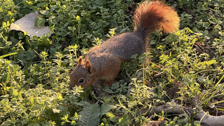 Sincabın sevimli halleri böyle görüntülendi