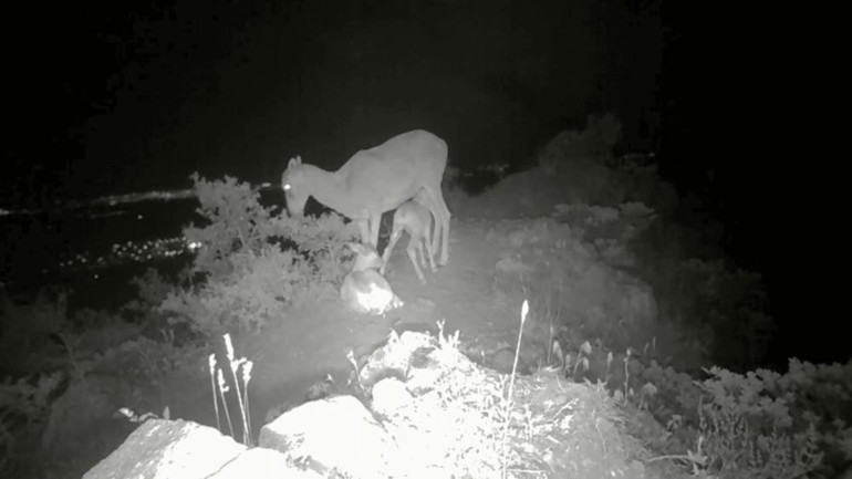 Karamanda fotokapana yansıyan muhteşem görüntü | Doğada değişmeyen tek gerçek notuyla paylaşıldı