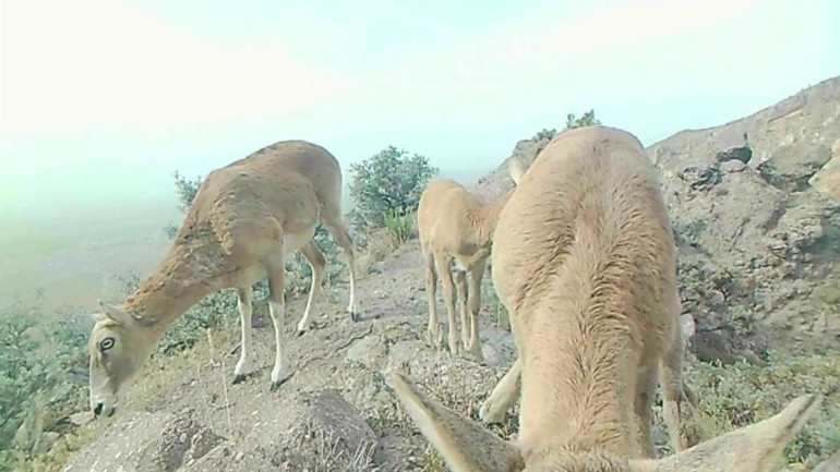 Karamanda fotokapana yansıyan muhteşem görüntü | Doğada değişmeyen tek gerçek notuyla paylaşıldı