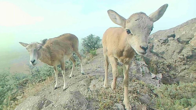 Karamanda fotokapana yansıyan muhteşem görüntü | Doğada değişmeyen tek gerçek notuyla paylaşıldı