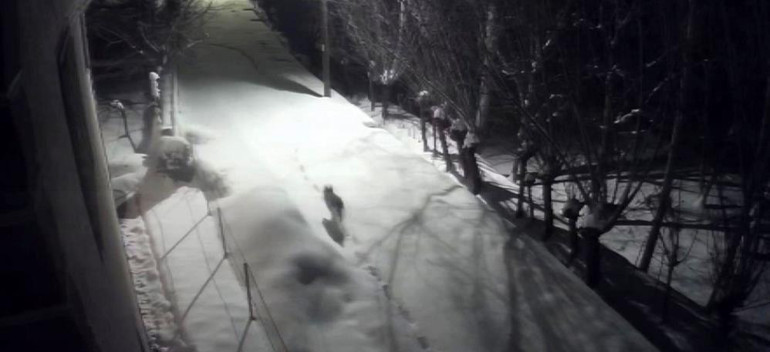 Dağdan şehir merkezine indiler Evlerimize yanaşmaya başladılar, sürü halinde dolaşıyorlar