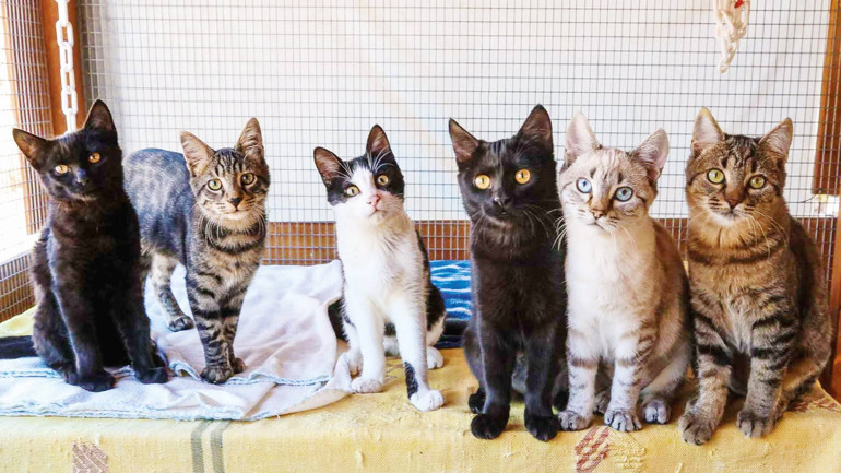 Komşudan iş teklifi var