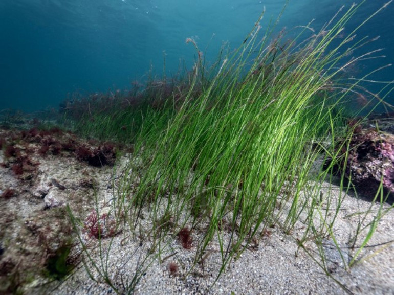  Tuzlada görüldü, uzmanlar şaşkına döndü | Çok büyük bir şans, sahip çıkılmalı